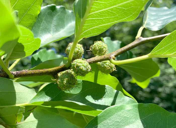 Che fruit ripening on a June morning. The fruit turns the color of red raspberries when ripe.
