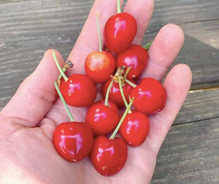 A rare sight in South Carolina: organically grown cherries.