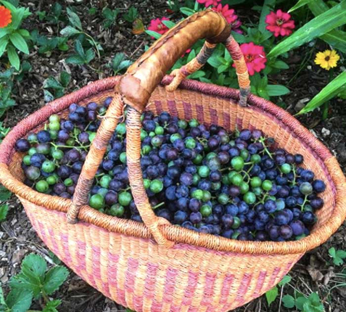 A basket of freshly picked Concord grapes.