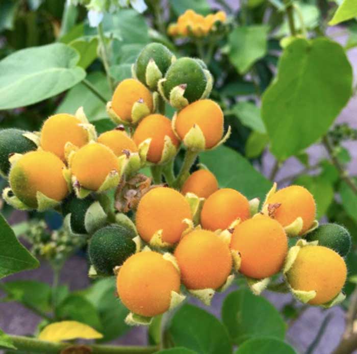 Dwarf tamarillos (Solanum abutiloides). Despite their name, they're not the same species as true tamarillos (Solanum betaceum).