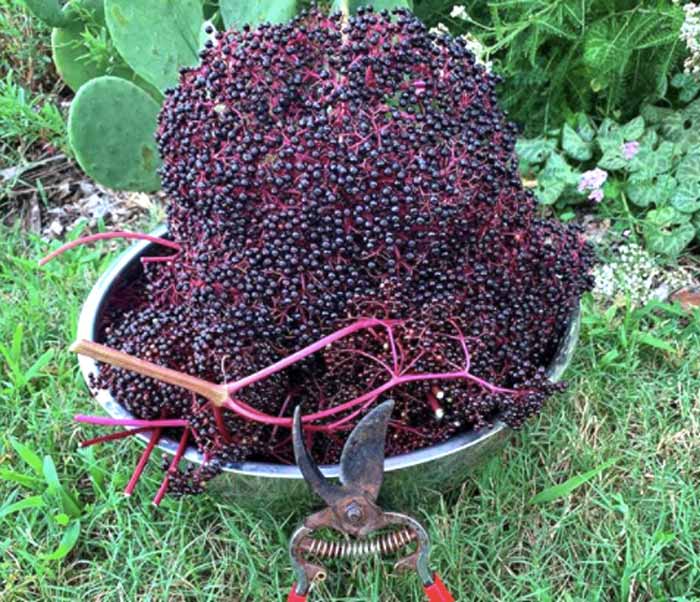 Keeping up with elderberry harvests can be challenging in the summer, especially since it takes a good bit of time to separate all the berries from the stems.