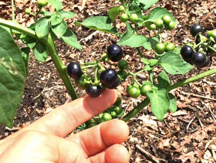Garden huckleberries, a nightshade fruit from Africa.