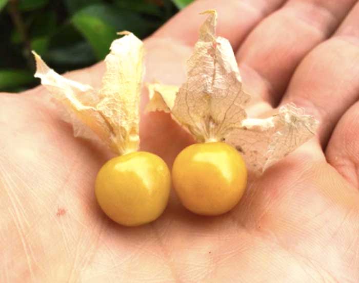 Golden ripe ground cherries.