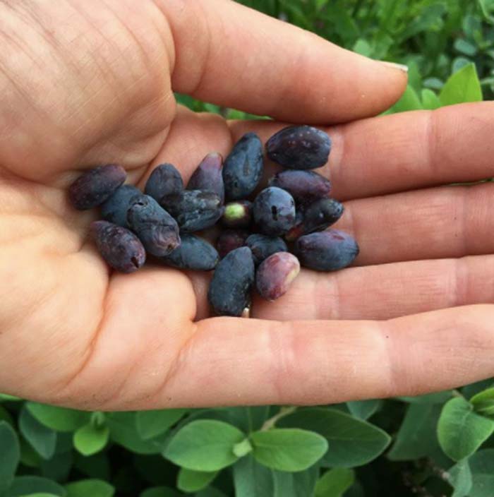 Honeyberries - tangy and delicious.