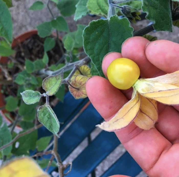 Incan golden berry fruit looks like a giant ground cherry, its close relative.
