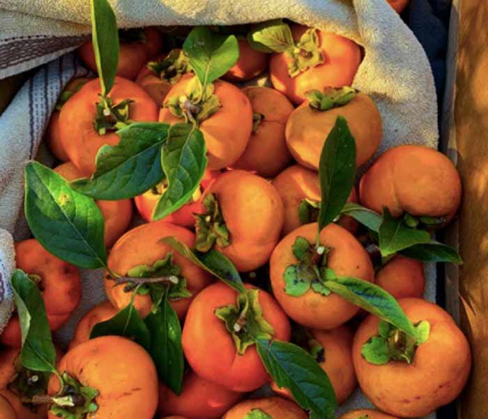 Japanese persimmons, picked last fall.