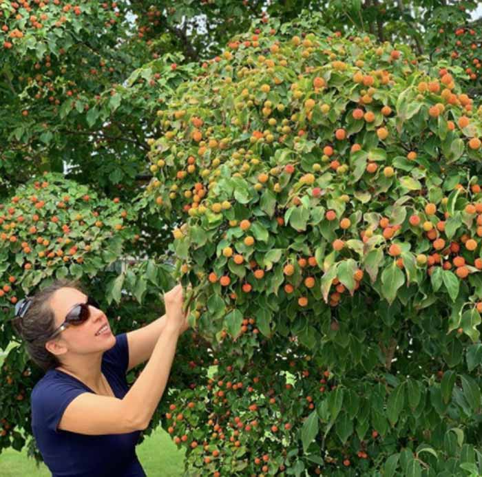 The Tyrant picking Kousa dogwood fruit.