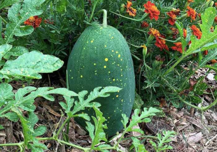 Moon and stars watermelon.