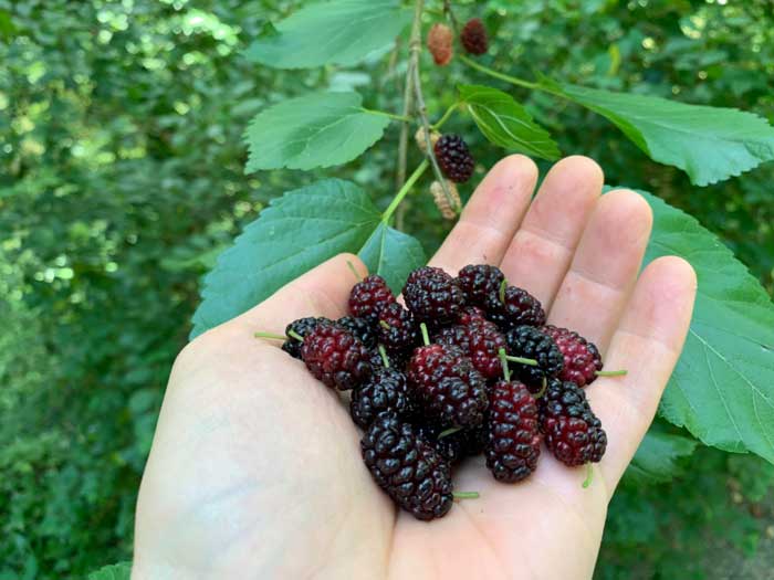 Ripe mulberries. If you can find a couple of local mulberry trees to forage, you can save the space of growing your own. Or just get super-dwarf varieties if you don't have much space.