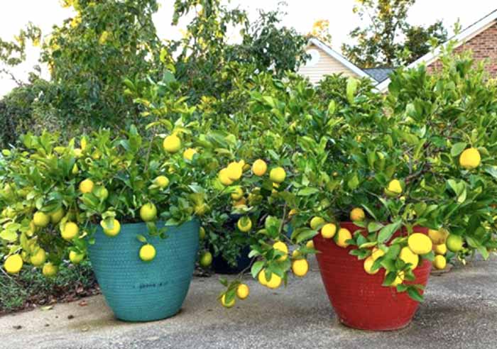 Citrus growing in pots at Tyrant Farms.