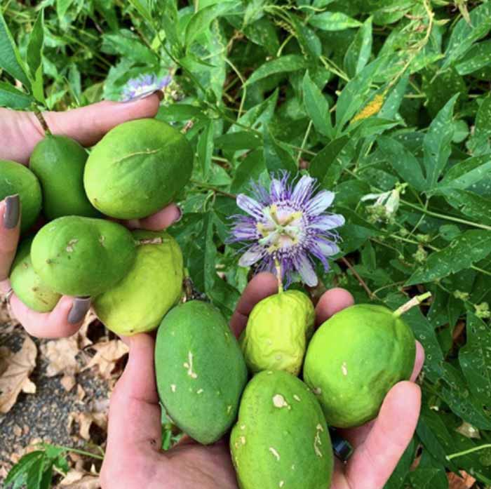 Native passionfruit and flowers.