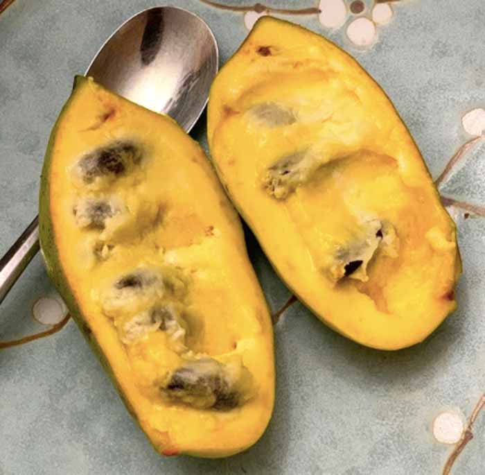 A perfectly ripe pawpaw. The fruit has fairly large seeds inside.