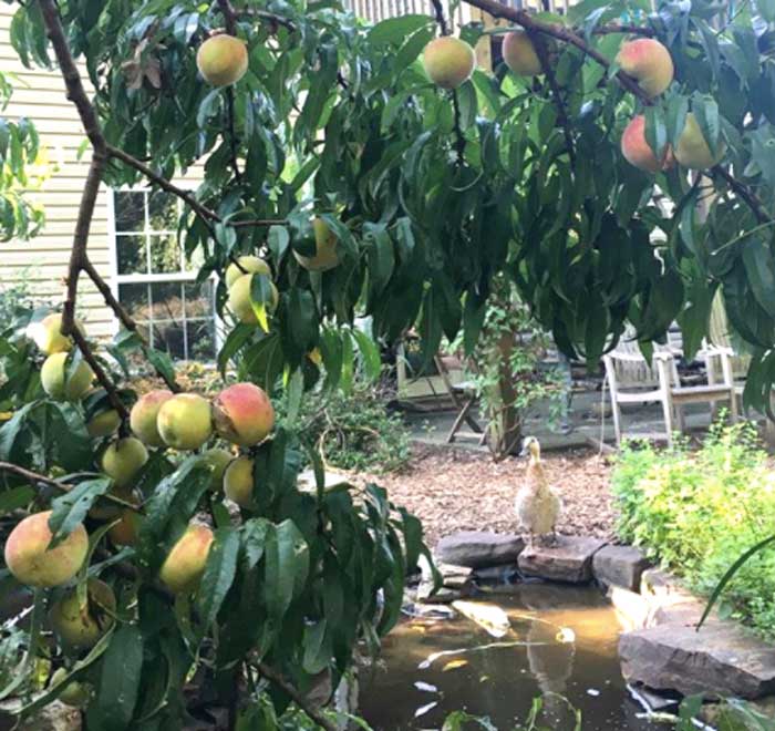 The peach tree overlooking our backyard duck pond. Our ducks don't like peaches, but they do an excellent job of fertilizing the tree.