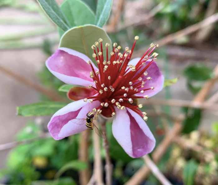Pineapple guava flower petals are delicious. So is the fruit.