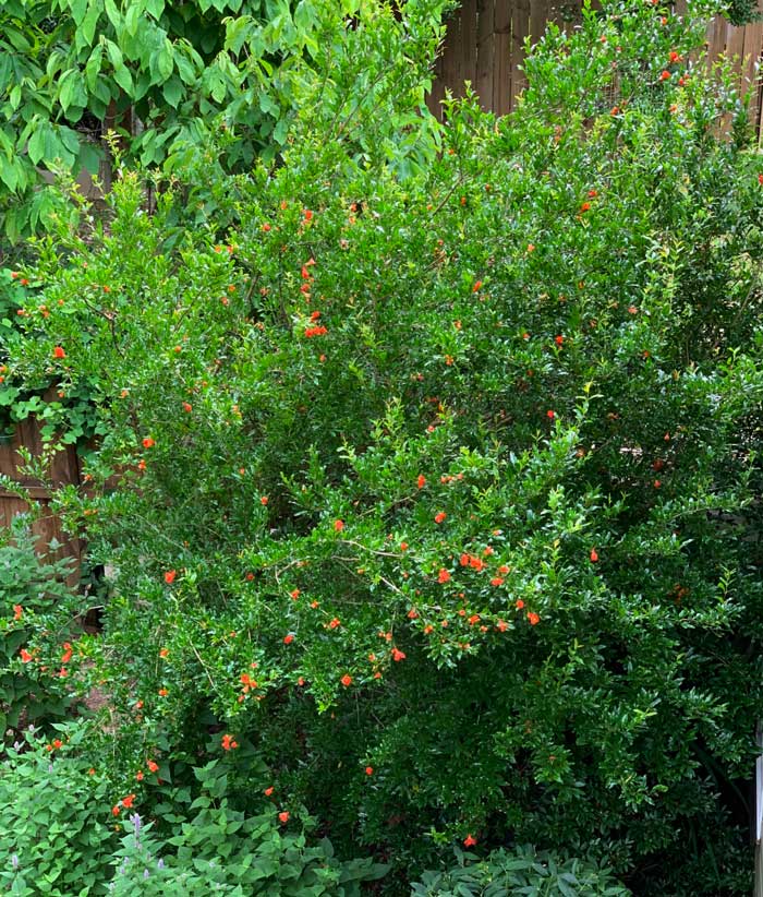 Our most mature pomegranate tree in full bloom.