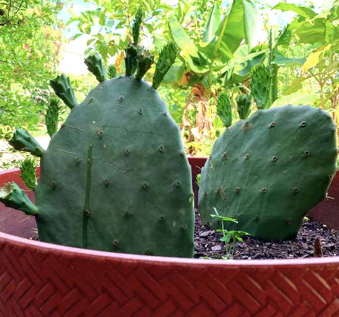 A young prickly pear cactus forming new pads and fruit.