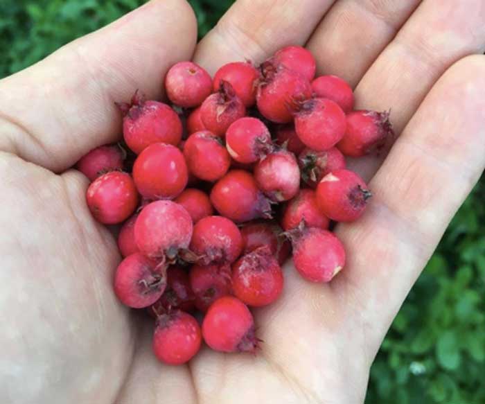 Delicious native serviceberries.