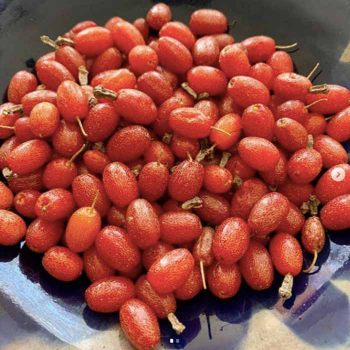 Silverthorn fruit.