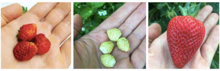 Three different types of strawberries we grow: native