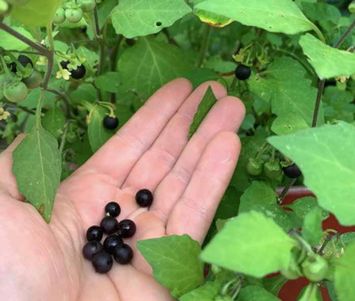Wonderberries, attributed to the breeding work of the legendary Luther Burbank.