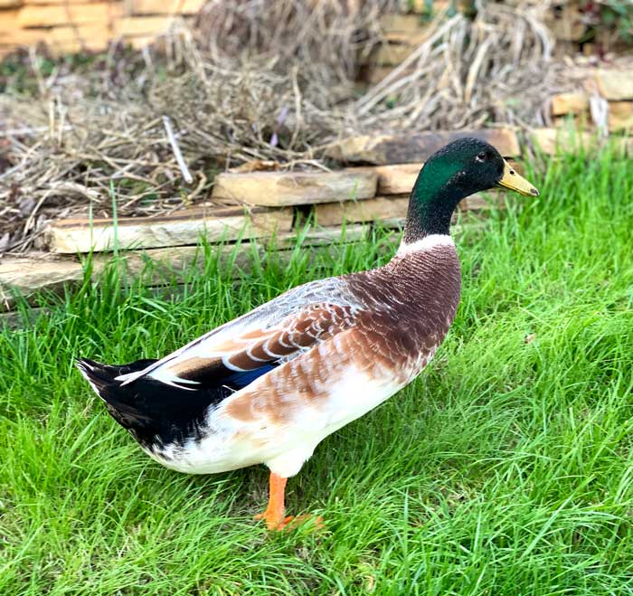 Another reason we're extremely careful about not using any synthetic pesticides and fertilizers in our yard is that our backyard ducks (like other wildlife) are very sensitive to these chemicals. Sir Winston Duckbill, our drake Welsh Harlequin, would like you to consider the impact that lawn chemicals have on wildlife and use the tips in this article to create a safe, attractive lawn.
