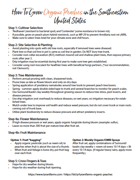Quick guide: how to grow organic peaches in the southeastern United States.