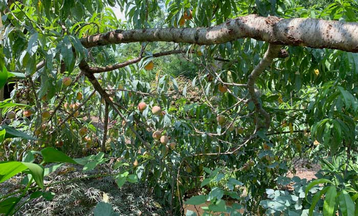 Our backyard peach tree was a master class in how NOT to prune a peach tree. With a newborn baby to take care, I didn't have time to prune or thin fruit this year, so many of our branches were overcrowded with fruit and weighted down to the ground.