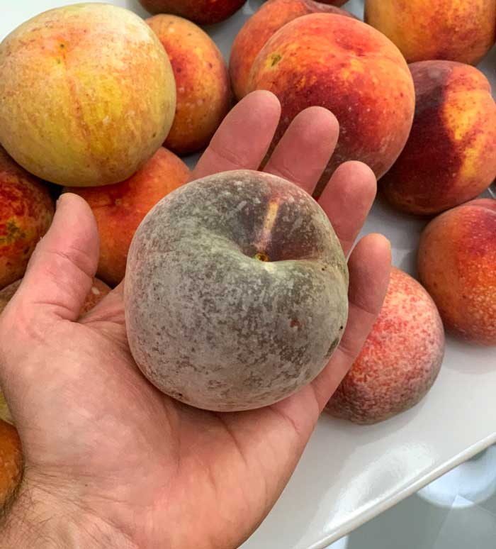 For reference, here's what an unwashed ripe peach with Surround looks like. Kaolin clay is perfectly safe to eat, but isn't very visually appealing.