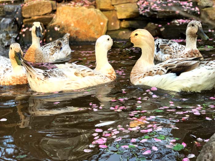 Peach blossoms in our duck pond in early March. We're extremely careful about our pest and disease control measures because we don't want to harm our ducks, honeybees, or other wildlife we share space with. 