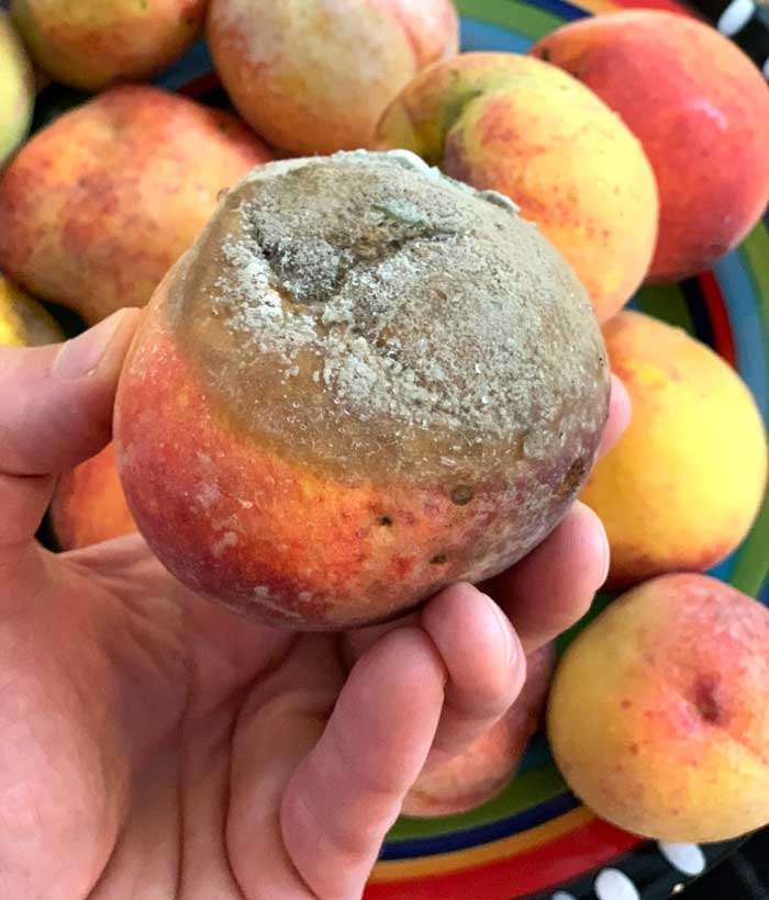 Brown rot on a peach. 