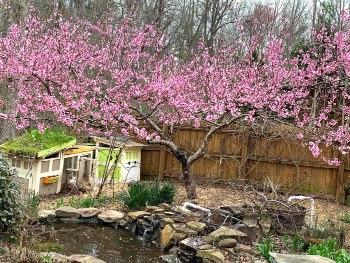 Our backyard peach tree in full bloom over the duck village. We didn't apply any fungicides during bloom, so perhaps we just got lucky with this year's weather.