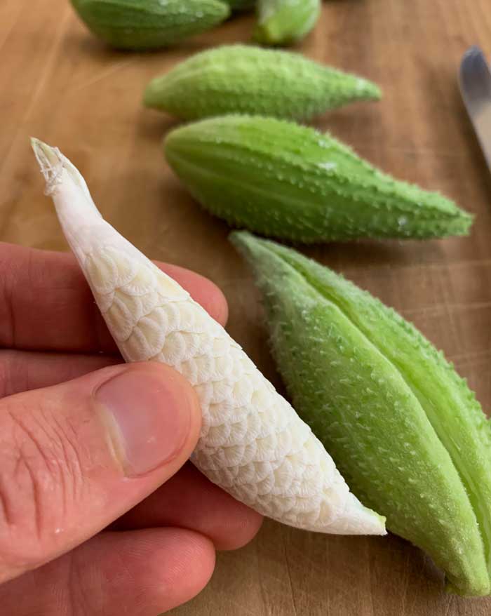 Larger but still immature Common milkweed pods still have delicious potential. If the young seeds/silk inside are still white and juicy, they're delicious cooked. They're about as close in texture to melted cheese as you can get from a vegetable.