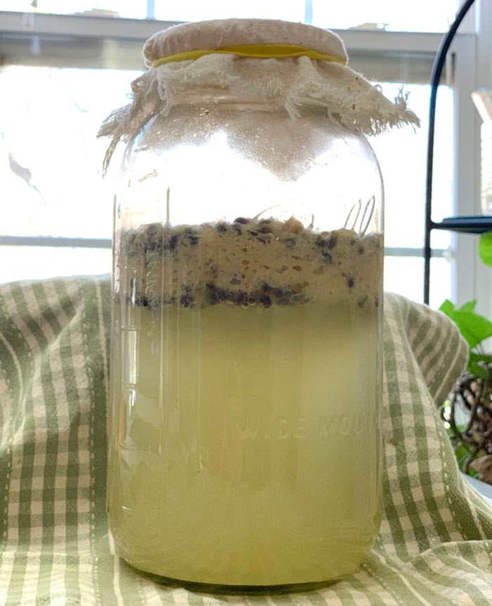 A half gallon jar in our kitchen bubbling away with fermenting passion fruit. Notice the linen attached over top of the jar which allows the mixture to breathe. 