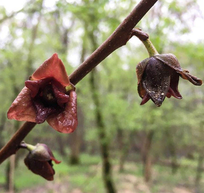 Pawpaws blooming at one of our morel mushroom hunting spots.