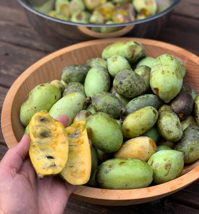A large quantity of foraged and home-grown pawpaw fruit. 