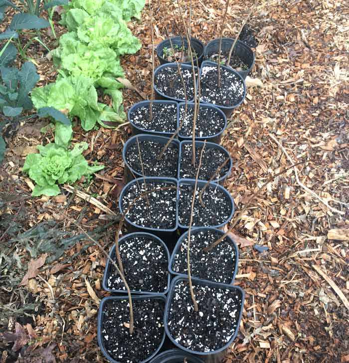 How to grow pawpaw trees - These dormant, two year old pawpaw saplings were just potted up to larger containers. They'll be kept in a shaded spot for one more summer before being transplanted to their final, full-sun spots in the ground.