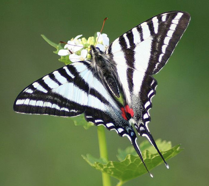 Photo of a Zebra Swallowtail butterfly taken by Megan McCarty, (CC BY 3.0).