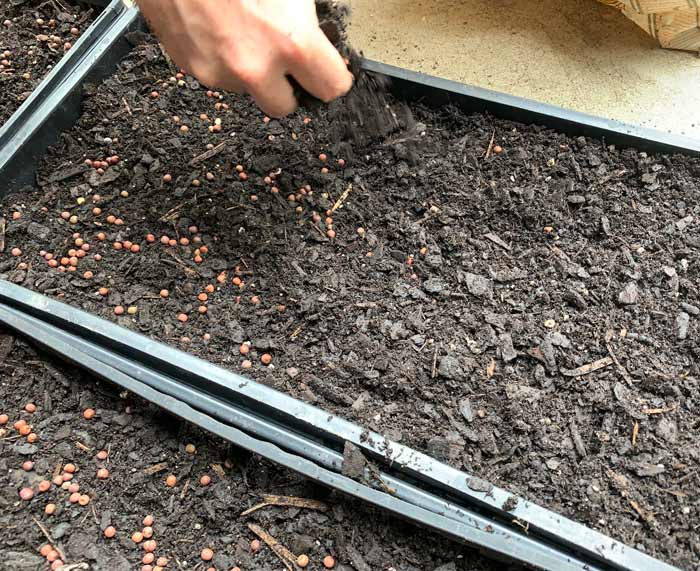 Covering the pea seeds with a final top-up of garden soil.