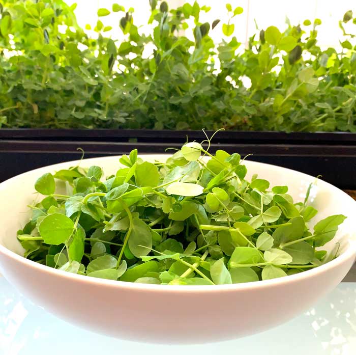 Using pea greens in your kitchen.