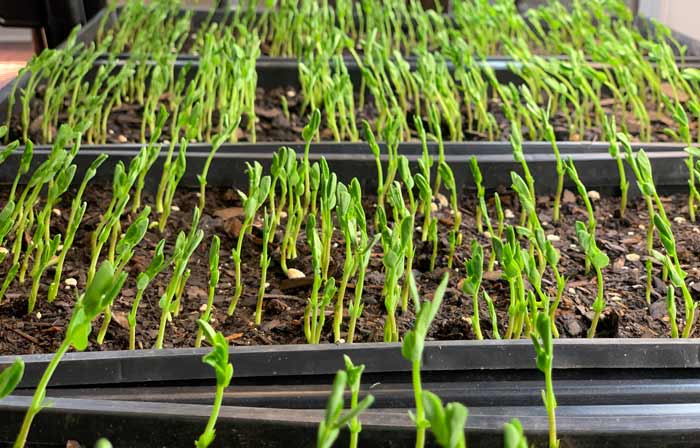 Recently germinated peas growing in flats under grow lights.