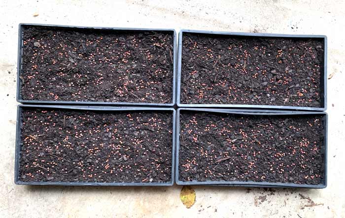 Pea seeds scattered on the surface ready to be covered with a final layer of potting soil.