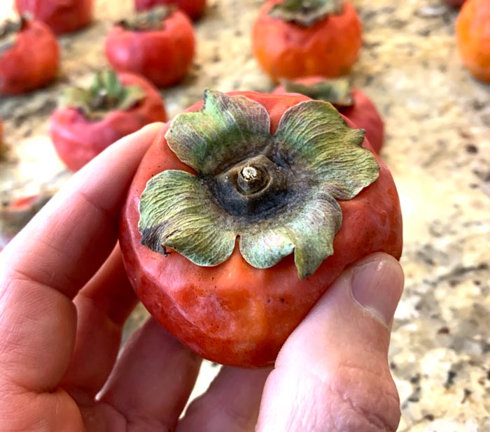 Notice how soft the persimmon in this picture is (my fingers slightly sink in to the skin when I pick it up). This is the ideal level of ripeness for dehydrated Asian persimmons. The calyx is the leaf-like attachment on top of the fruit, which should be cut out with a knife before dehydrating. Removing the calyx also allows moisture to escape more rapidly during dehydration.