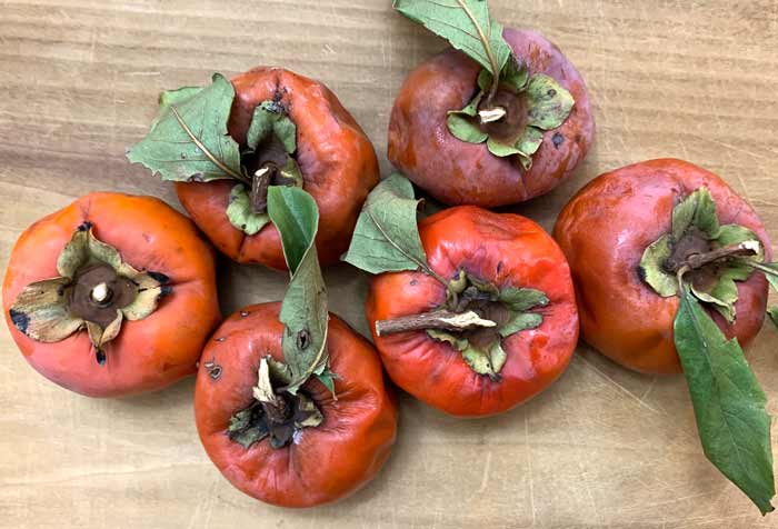 These overripe Japanese persimmons were reincarnated as persimmon bread.