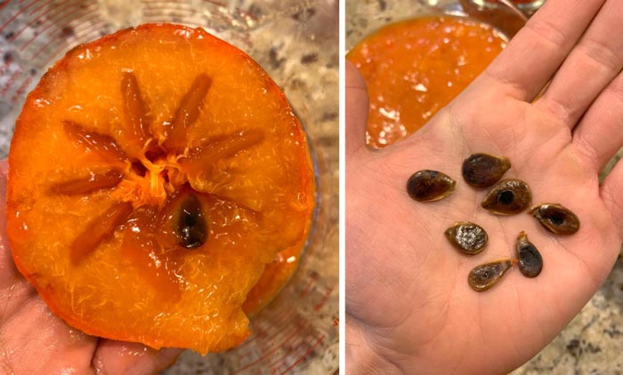 Yes, "seedless" Asian persimmons sometimes contain seeds. Remove seeds as you go.