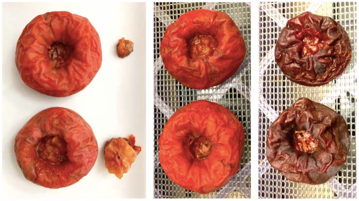 How to make persimmon dates using over-ripe Japanese persimmons: 1) Remove calyx; 2) Dehydrate on 135F for ~2 days; 3) Slice, store, and use persimmon dates just like you would palm dates.