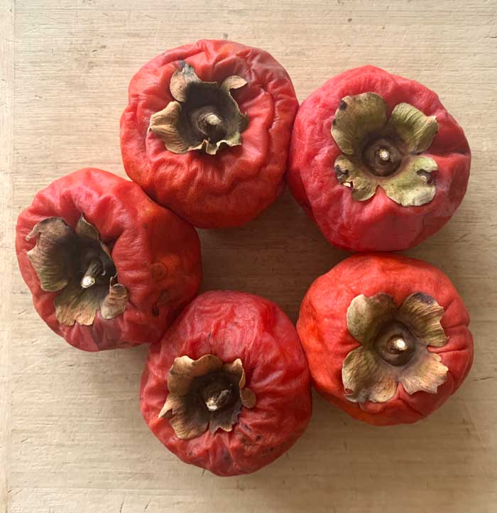 A look at a handful of Japanese persimmons one month into room temperature storage. 