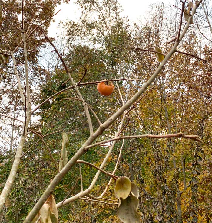 One of our experimental persimmons after multiple frosts and two deep freezes into the low 20s. We're testing to see how long they can stay on the tree before they either fall off or diminish in quality to the point that they have to be harvested. 