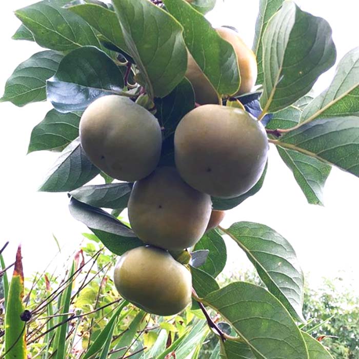 Given the large size of individual Japanese persimmon fruit in addition to the quantity of fruit that each tree can produce, it's easy to see how they can produce such large yields. 