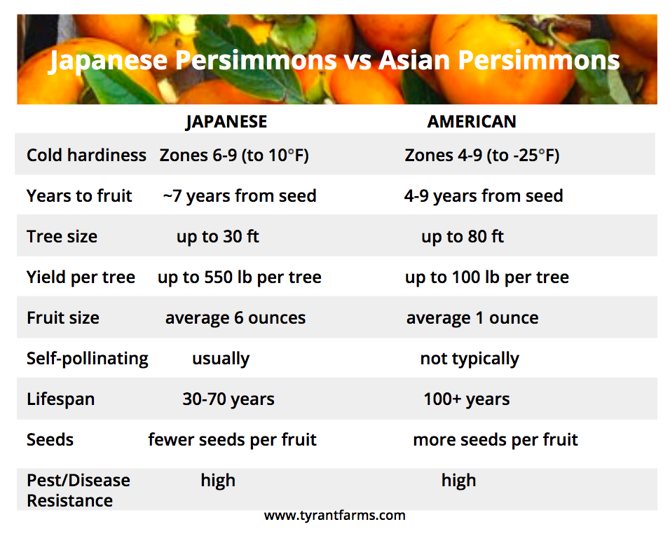 Japanese persimmons vs American persimmons - side by side comparison 