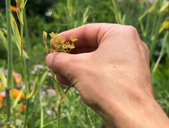Bronze fennel flowers add a subtle hint of licorice flavor.